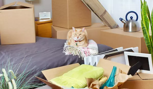 a cat inside of a new house